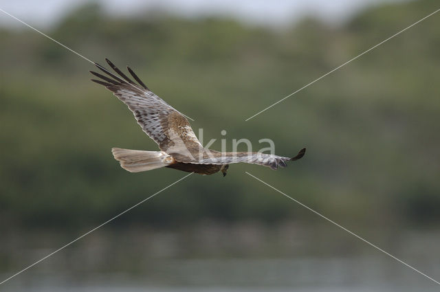 Bruine Kiekendief (Circus aeruginosus)