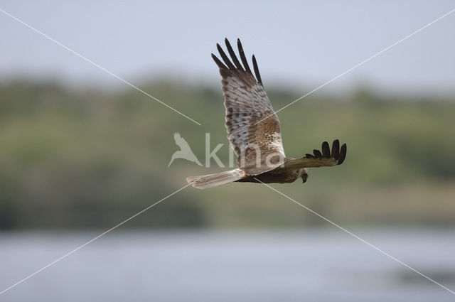 Bruine Kiekendief (Circus aeruginosus)