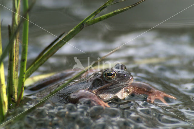 Bruine kikker (Rana temporaria)