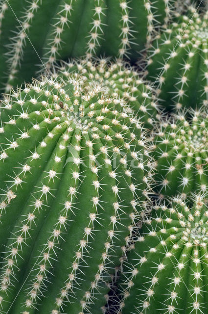 Cactus (Opuntia spec.)