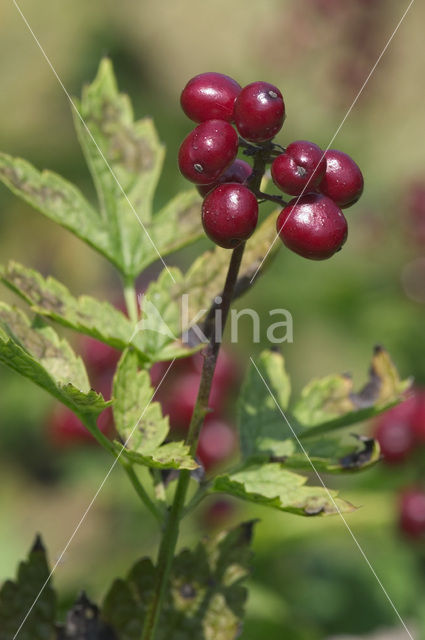 Christoffelkruid (Actaea erythrocarpa)