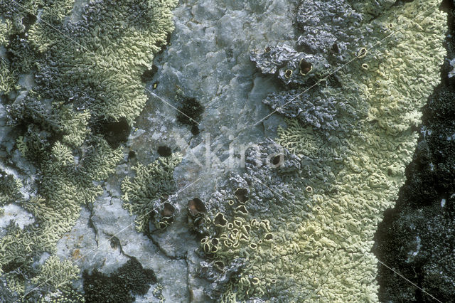 Concentric ring lichen (Arctoparmelia centrifuga)