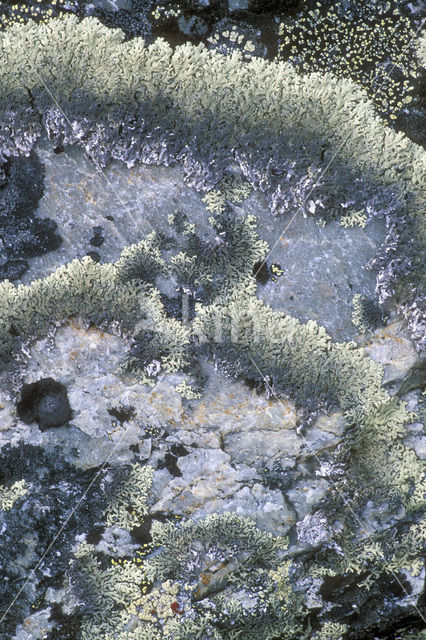 Concentric ring lichen (Arctoparmelia centrifuga)