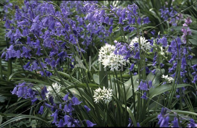 Daslook (Allium ursinum)