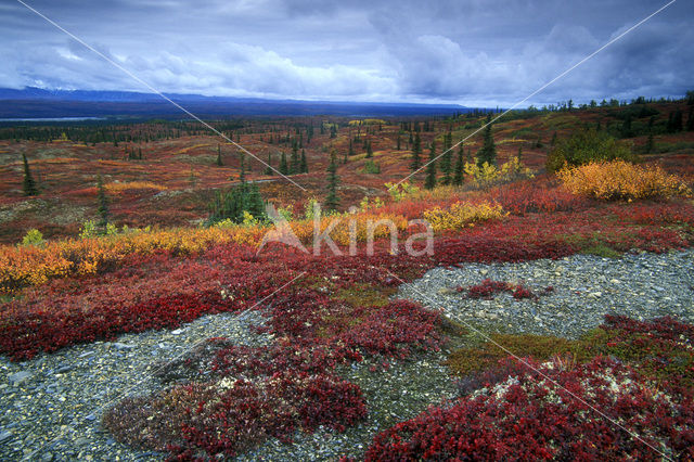 Denali National Park