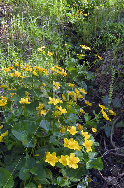 Dotterbloem (Caltha palustris)