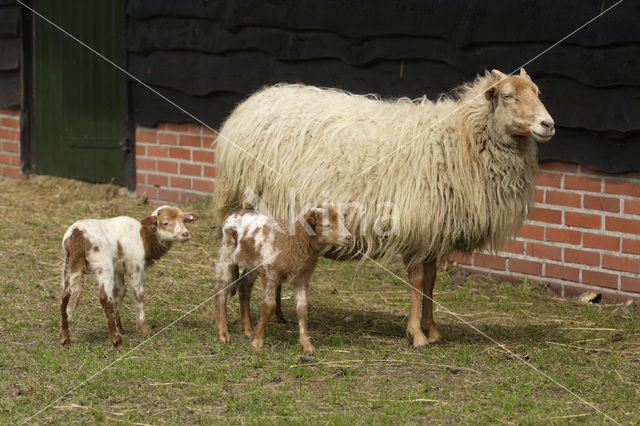 Drents heideschaap (Ovis domesticus)