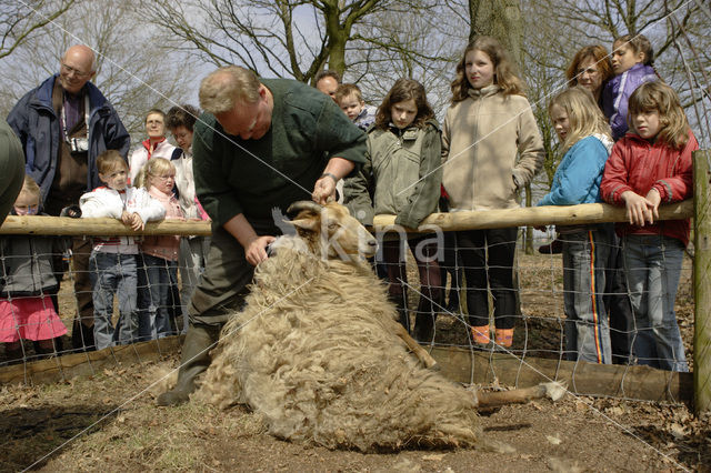 Drents heideschaap (Ovis domesticus)