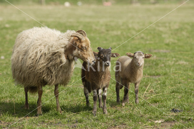 Drents heideschaap (Ovis domesticus)