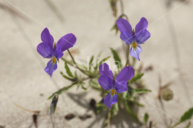 Duinviooltje (Viola curtisii)