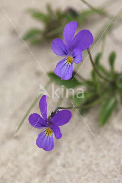 Duinviooltje (Viola curtisii)