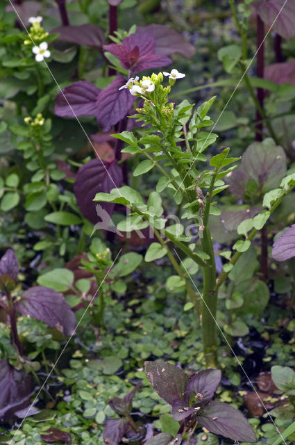 Echte waterkers (Nasturtium officinale)