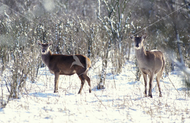 Edelhert (Cervus elaphus)