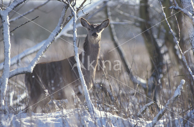 Edelhert (Cervus elaphus)