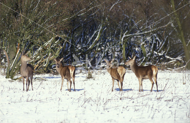 Edelhert (Cervus elaphus)