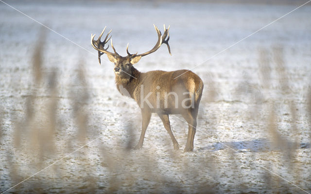 Edelhert (Cervus elaphus)