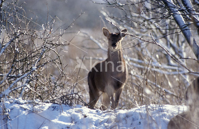 Edelhert (Cervus elaphus)