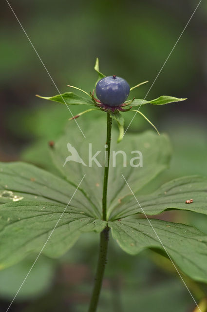 Eenbes (Paris quadrifolia)