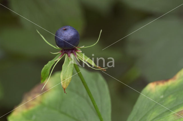 Eenbes (Paris quadrifolia)