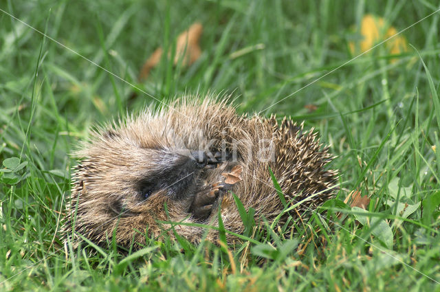 Egel (Erinaceus europaeus)