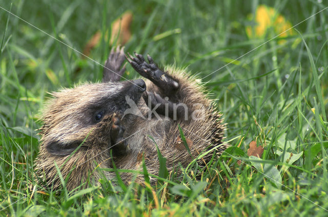 Egel (Erinaceus europaeus)