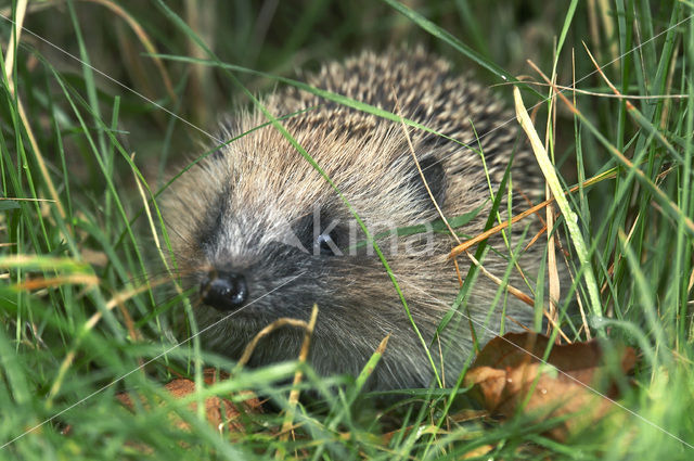 Egel (Erinaceus europaeus)