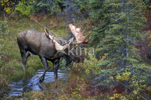 Eland (Alces alces)