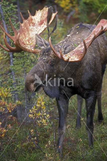 Eland (Alces alces)