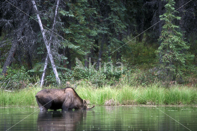 Eland (Alces alces)