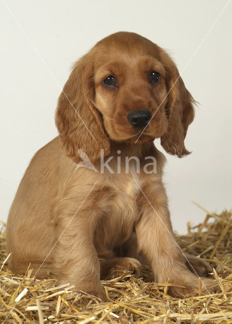 Engelse cocker spaniel (Canis domesticus)