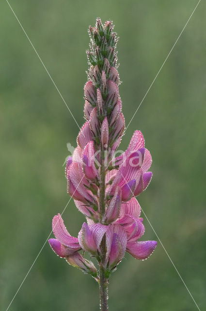 Esparcette (Onobrychis viciifolia)