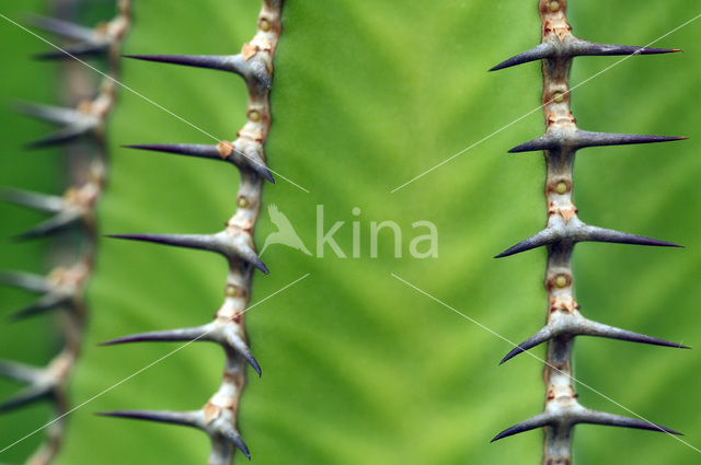 Euphorbia coerulescens