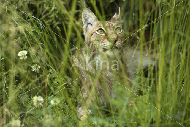 Euraziatische lynx (Lynx lynx)