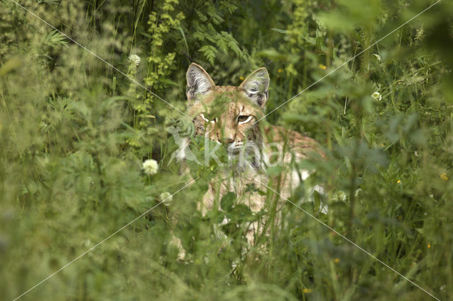 Euraziatische lynx (Lynx lynx)