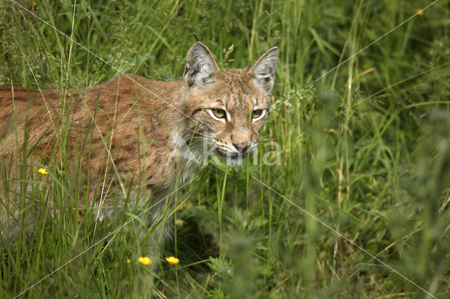 Euraziatische lynx (Lynx lynx)