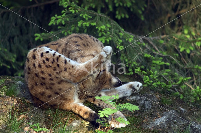 Euraziatische lynx (Lynx lynx)