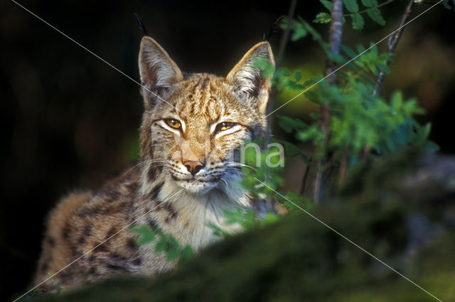 Euraziatische lynx (Lynx lynx)