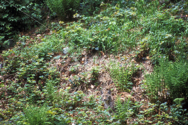 Euraziatische lynx (Lynx lynx)