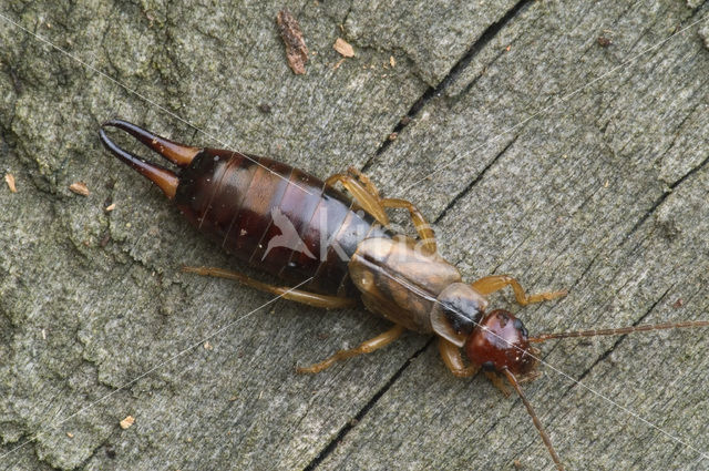 Europese oorworm (Forficula auricularia)