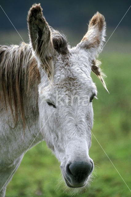 Ezel (Equus asinus)