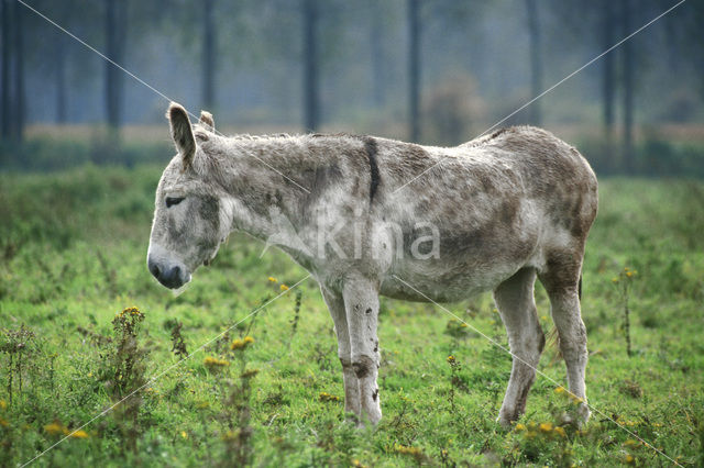 Ezel (Equus asinus)