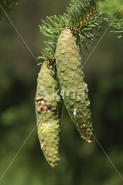 Fijnspar (Picea abies)