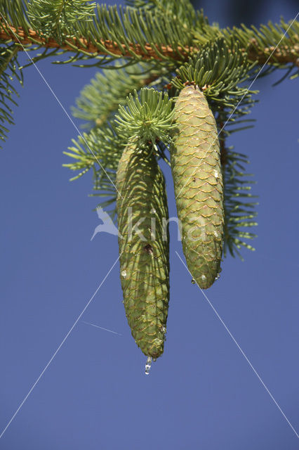 Fijnspar (Picea abies)