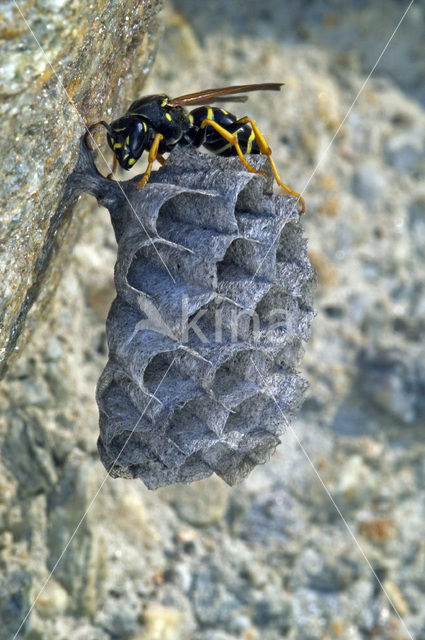 Franse Veldwesp (Polistes dominulus)