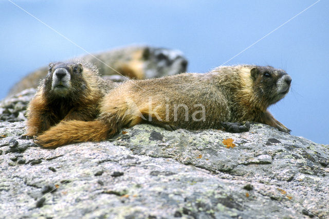 Geelbuikmarmot (Marmota flaviventris)