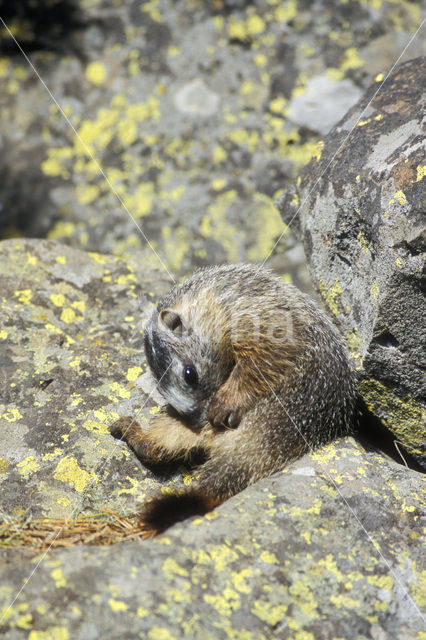 Geelbuikmarmot (Marmota flaviventris)