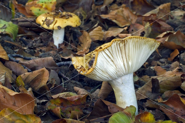 Geelwitte russula (Russula ochroleuca)