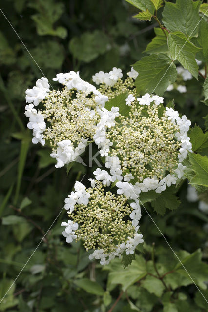 Gelderse roos (Viburnum opulus)