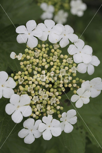 Gelderse roos (Viburnum opulus)