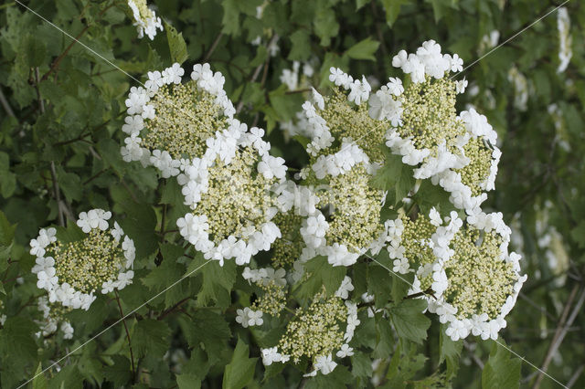 Gelderse roos (Viburnum opulus)